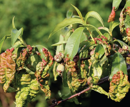 Plants diseases handbook