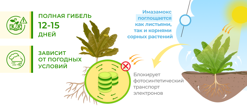 Механизм действия Бастер