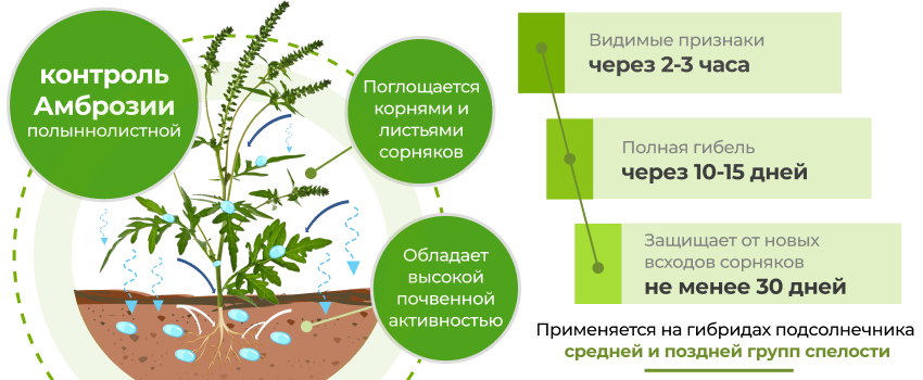 Механизм действия Маркос