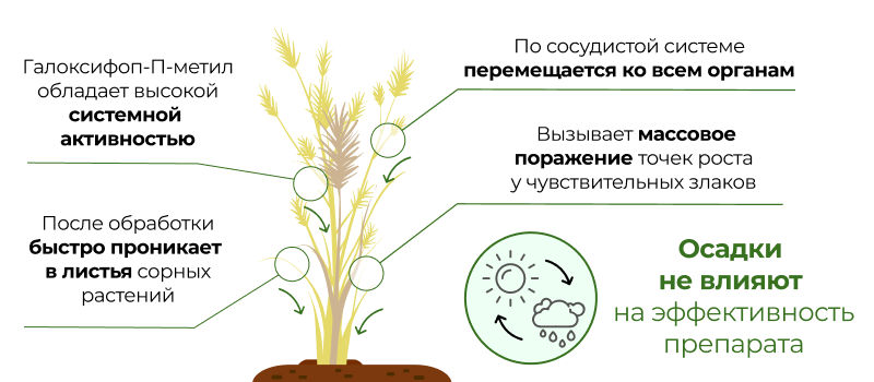 Механизм действия Канон