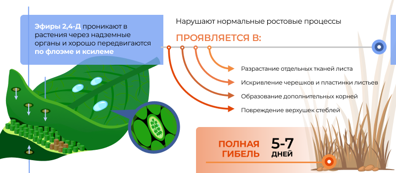 Механизм действия Rapira