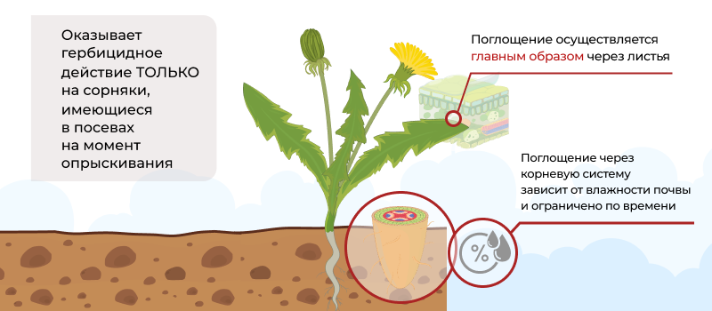 Механизм действия Цицерон