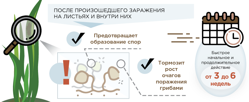 Механизм действия Epoksin