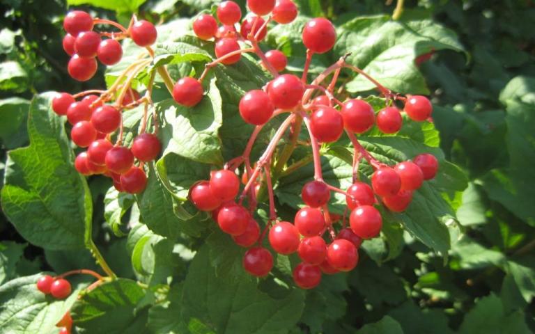 Viburnum opulus L. - Калина обыкновенная