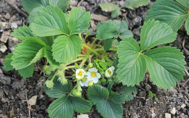 Fragaria ananassa Duch. - Земляника садовая, з. ананасная, з. большая