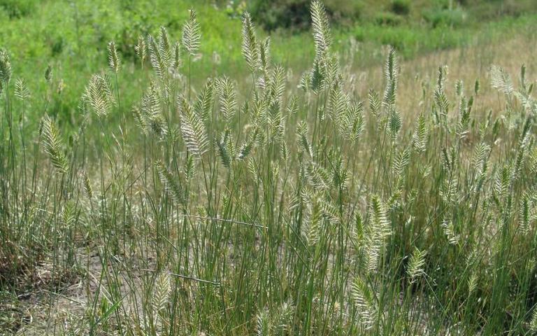 Agropyron pectiniforme Roem. et Schult. - Житняк ширококолосый