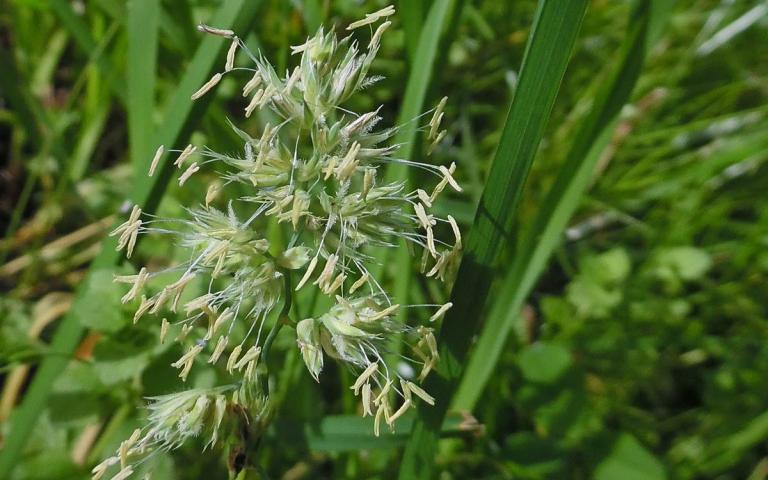 Dactylis glomerata L. - Ежа сборная