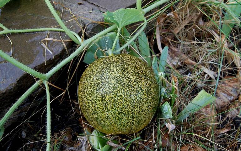 Cucumis melo L. - Дыня столовая