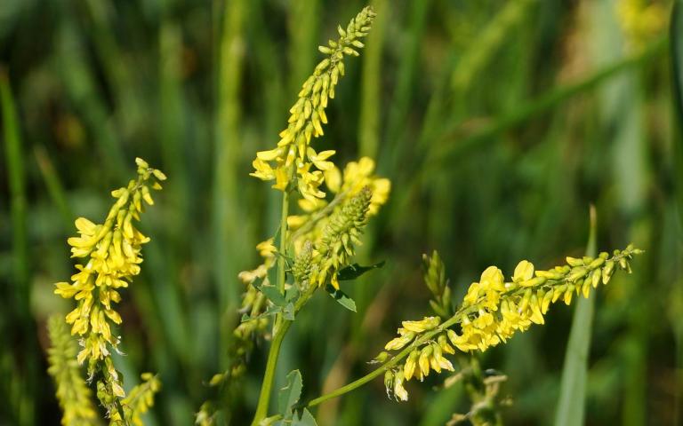 Melilotus officinalis (L.) Pall. - Донник желтый, буркун желтый