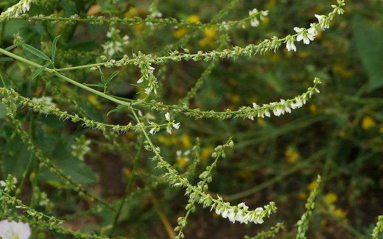 Melilotus albus Medic. - Донник белый