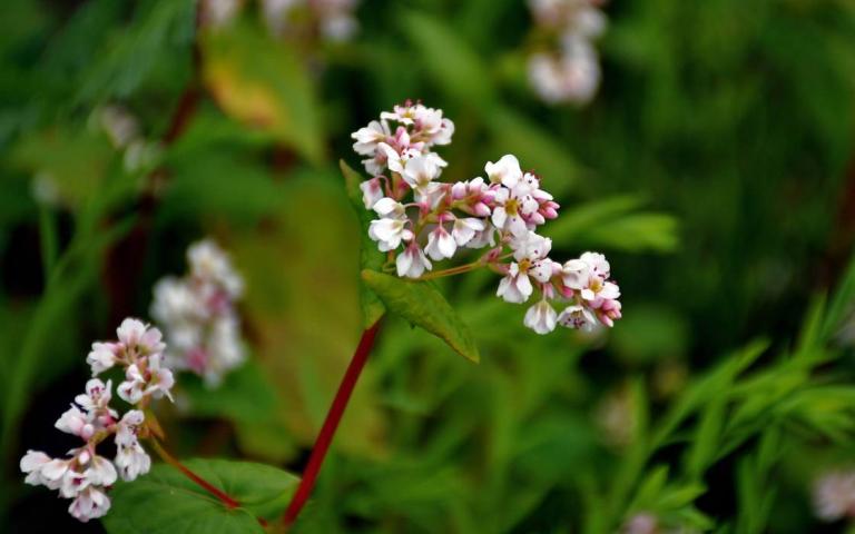 Fagopyrum esculentum Moench. ssp. vulgare St. - Гречиха посевная (обыкновенная или культурная)