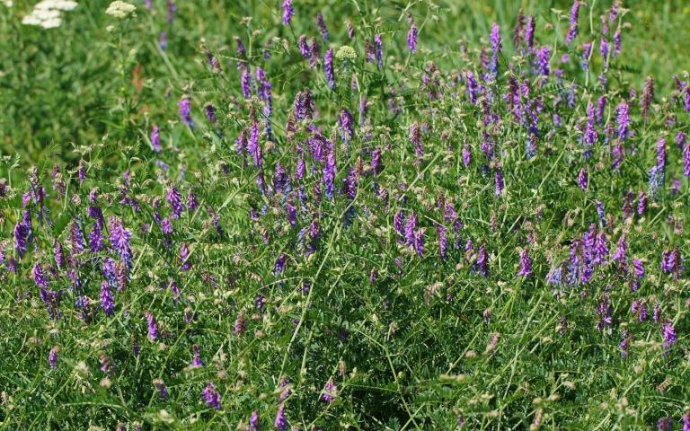 Vicia cracca L. - Горошек мышиный