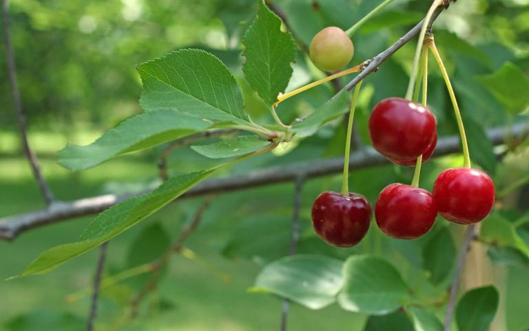 Prunus cerasus L. - Вишня обыкновенная