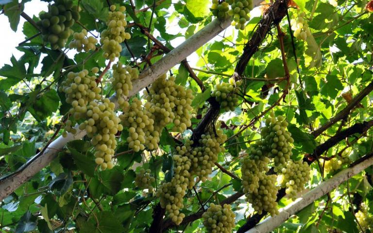 Vitis vinifera L. - Виноград культурный