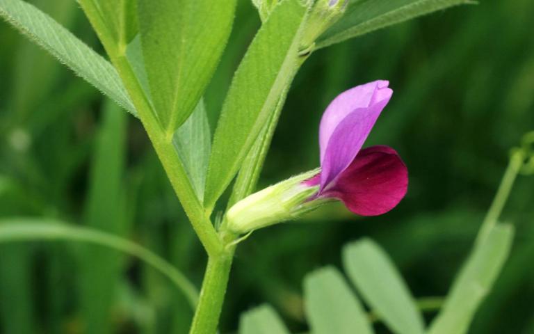 Vicia sativa L. - Вика посевная