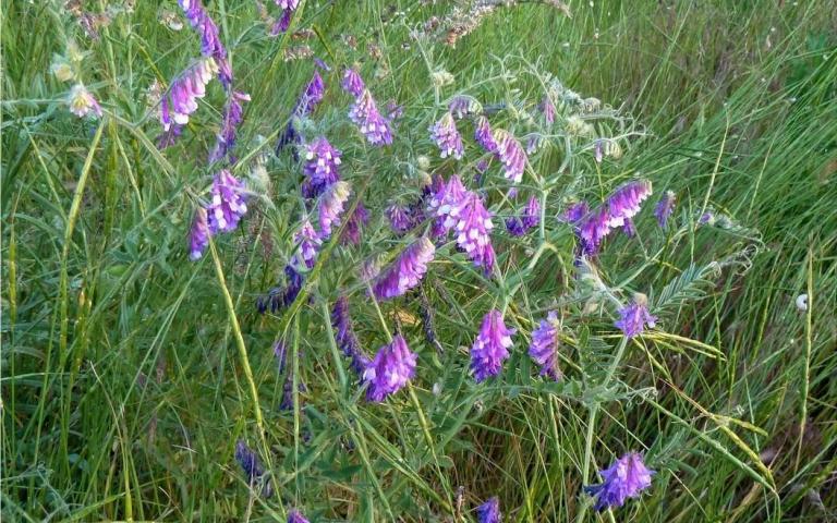 Vicia villosa Roth. - Горошек мохнатый