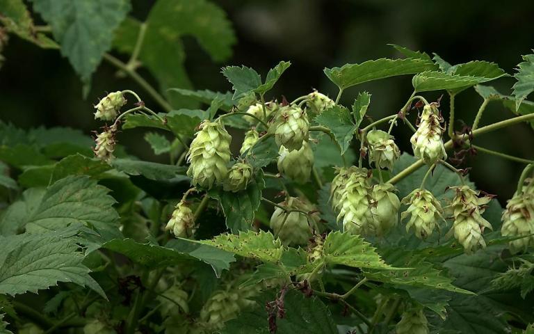 Humulus lupulus L. - Хмель обыкновенный