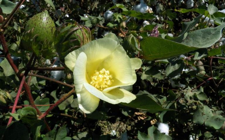 Gossypium hirsutum L. - Хлопчатник обыкновенный