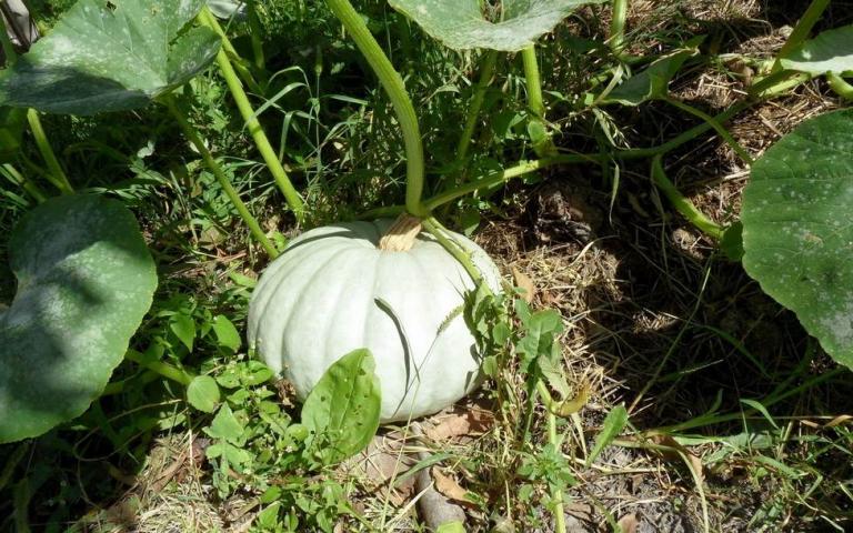 Cucurbita maxima Duch. - Тыква крупноплодная