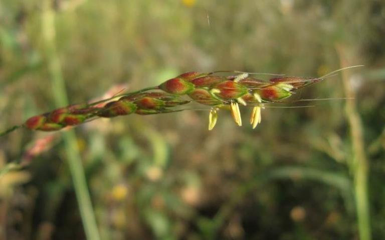 Sorghum sudanense (Piper.) Stapf. - Суданская трава