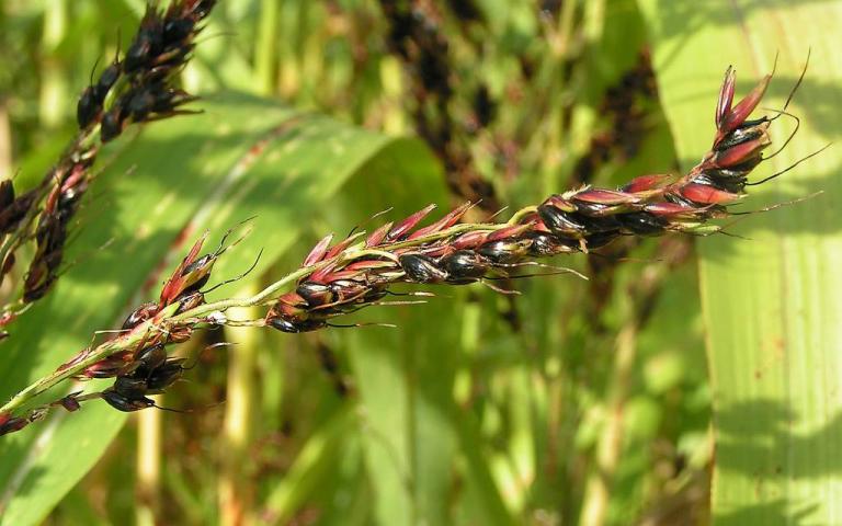 Sorghum saccharatum (L.) Pers.  - Сорго сахарное