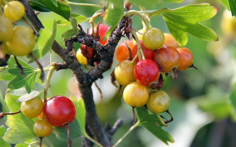 Ribes aureum Pursh - Смородина золотистая