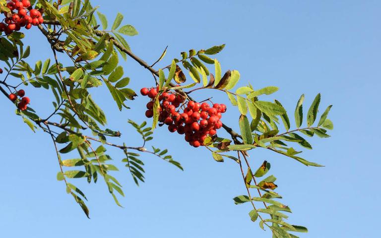Sorbus aucuparia L. - Рябина обыкновенная