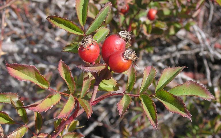 Rosa canina L. - Роза собачья, шиповник собачий