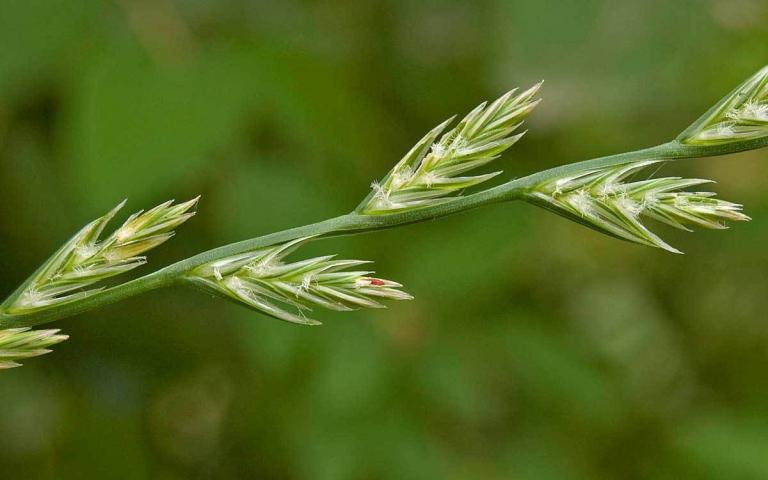 Lolium perenne L. - Райграс многолетний