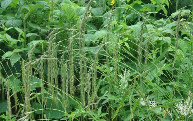 Elymus sibiricus L. - Пырейник сибирский