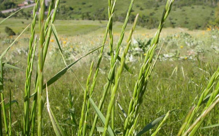 Roegneria trachycaulon Nevski. - Пырей бескорневищный