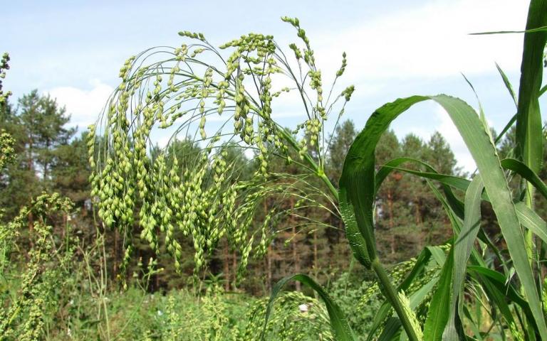 Panicum miliaceum L. - Просо обыкновенное, посевное, метельчатое