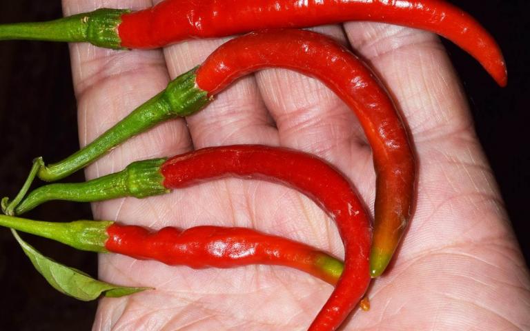 Capsicum annum L. var. longum (DC) Sendt. - Перец острый