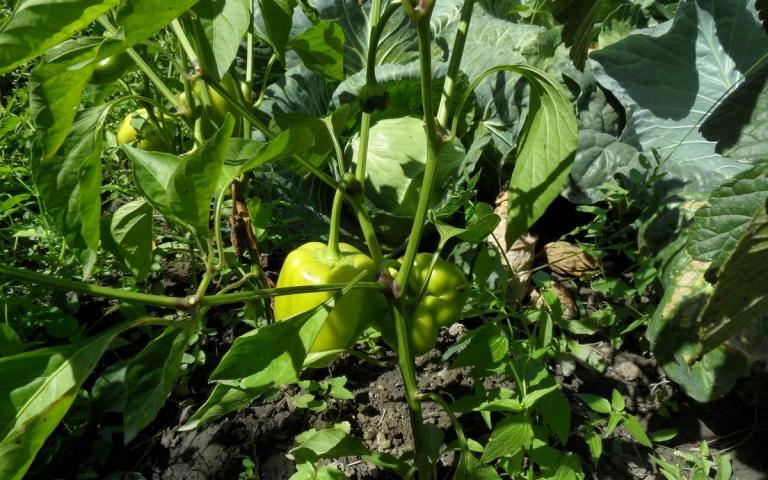 Capsicum annum L. var. grossum (L.)Sendt. - Перец овощной