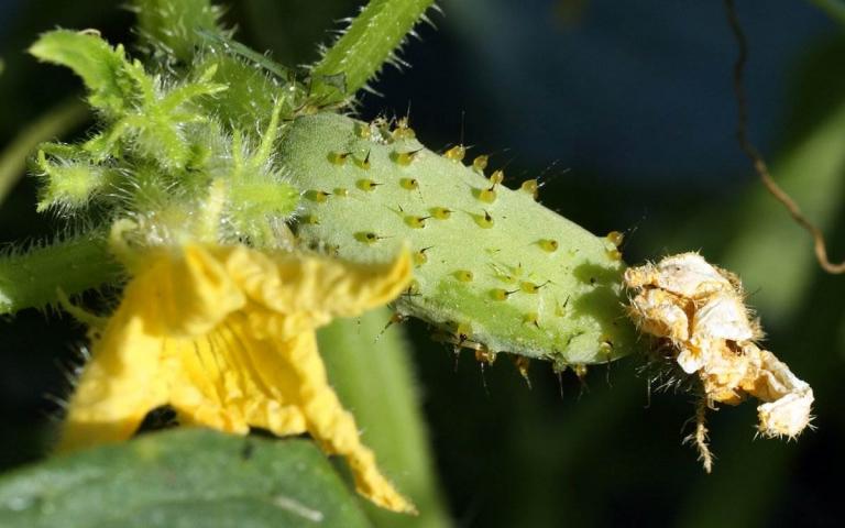 Cucumis sativus L. - Огурец посевной