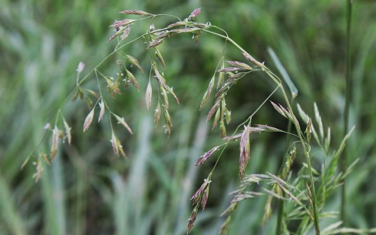 Festuca arundinacea Schreb. - Овсяница тростниковидная