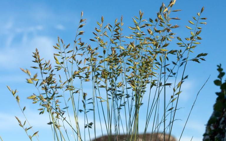 Festuca ovina L. - Овсяница овечья