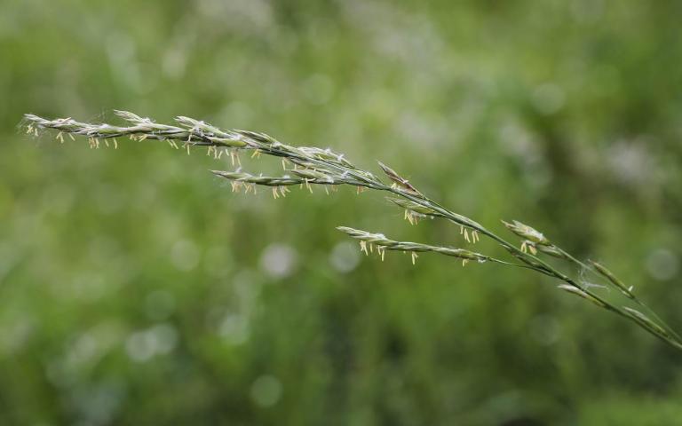 Festuca pratensis Huds. - Овсяница луговая