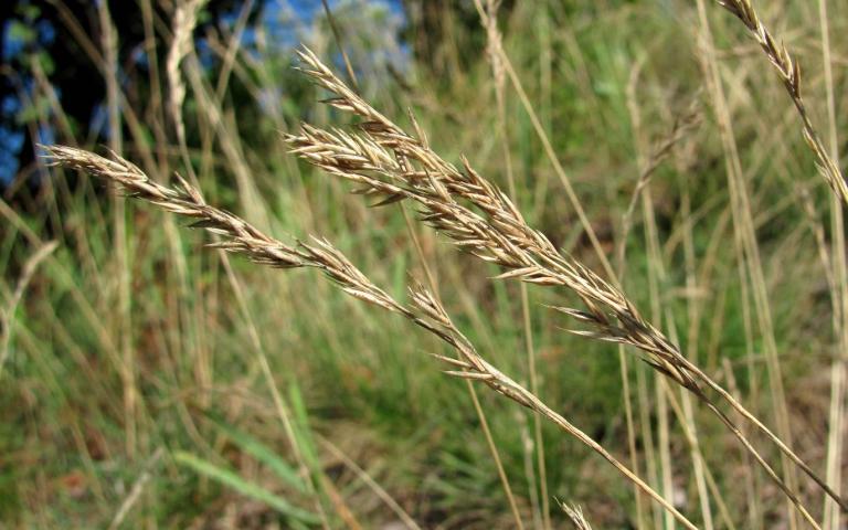 Festuca rubra L. - Овсяница красная