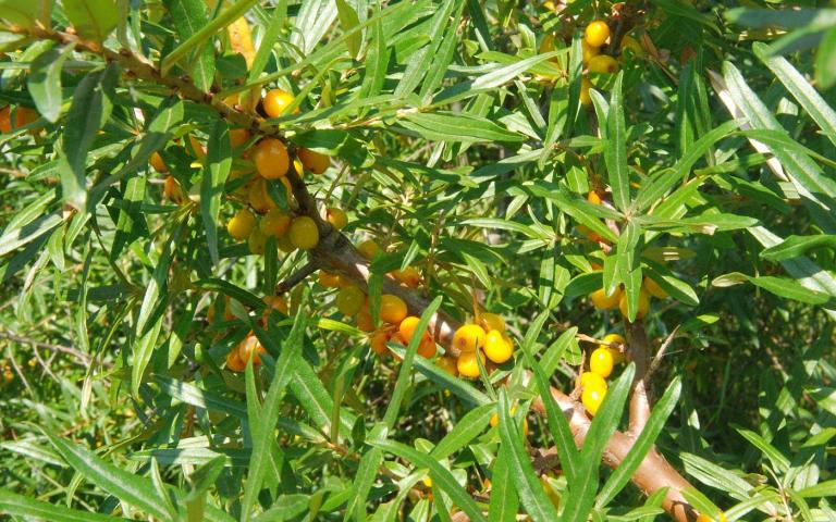 Hippophae rhamnoides L. - Облепиха крушиновидная