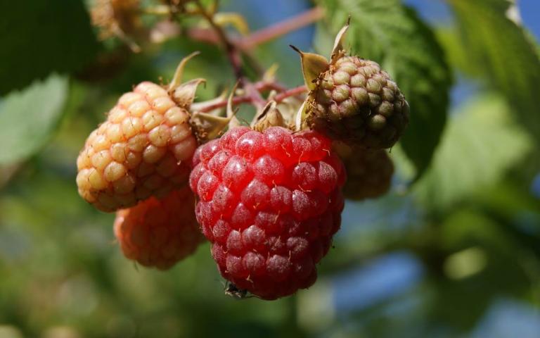 Rubus idaeus L. - Малина обыкновенная