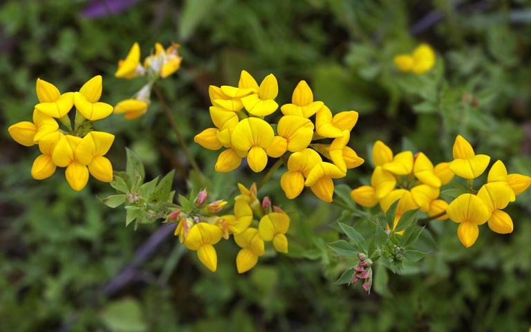 Lotus corniculatus L. - Лядвенец рогатый