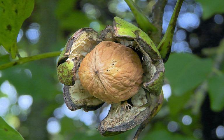 Орех грецкий - Juglans regia L.