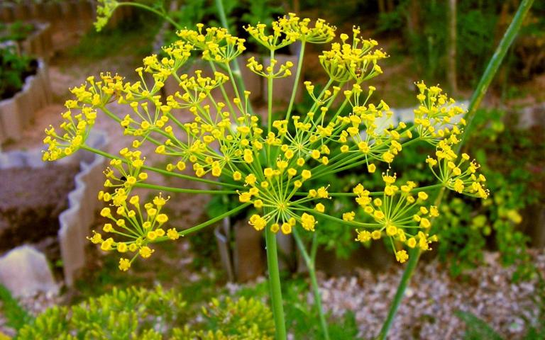 Укроп огородный - Anethum graveolens L.