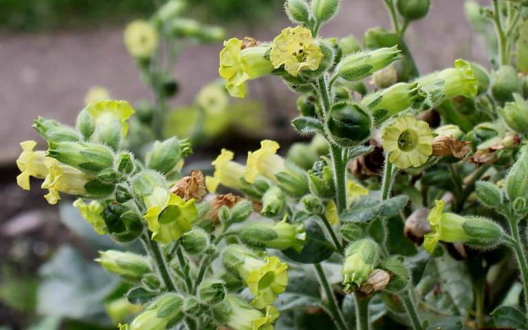 Махорка - Nicotiana rustica L.