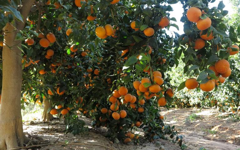 Мандарин - Citrus reticulata Blanco