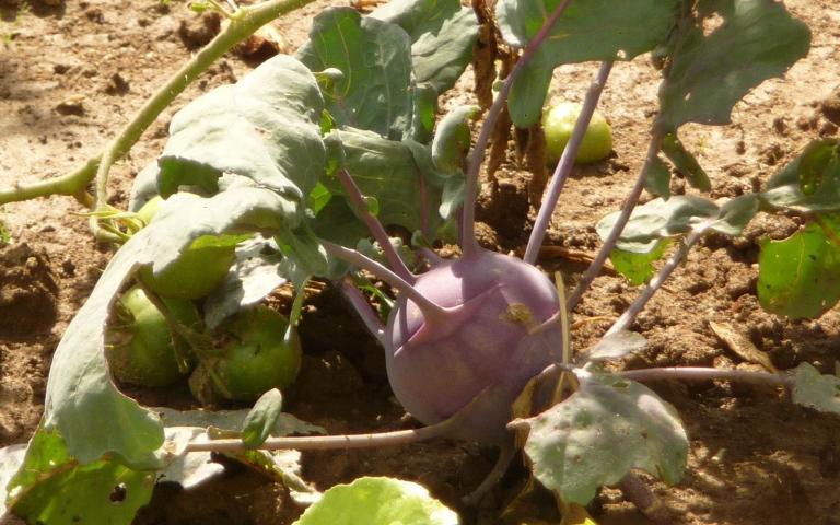 Кольраби - Brassica oleracea var. gongylodes L.