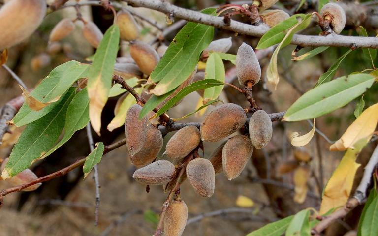 Миндаль - Prunus dulcis (Mill.) D.A.Webb