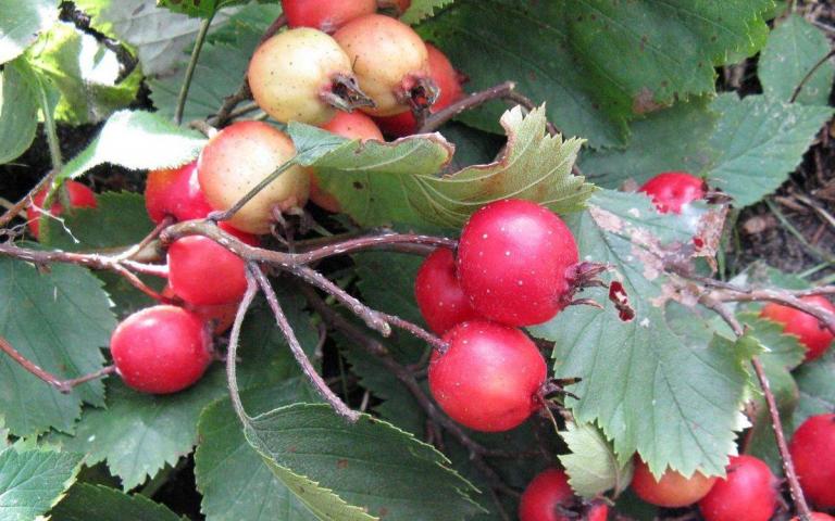 Боярышник - Crataegus Tourn. ex L.