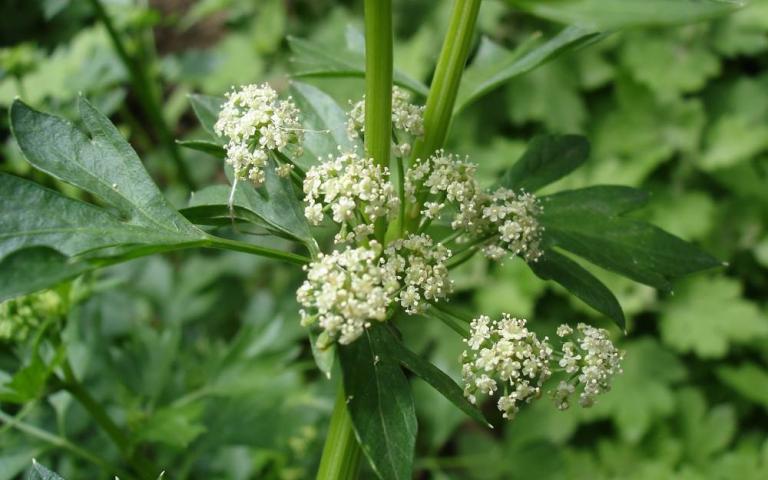 Сельдерей пахучий - Apium graveolens L.